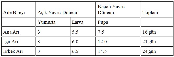 Arı ailesi Bireylerinin Biyolojik Gelişme Dönemleri (gün)