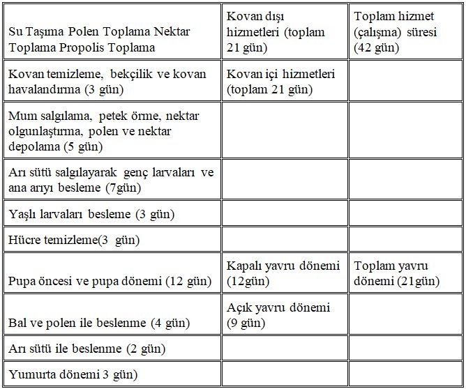 İşçi Arının Gelişme Dönemleri ve Yaşa Göre Görevleri